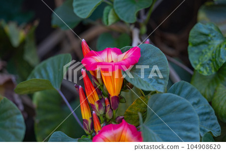 stictocardia close-up on a sunny day 104908620