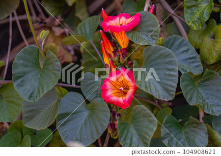 stictocardia close-up on a sunny day 104908621
