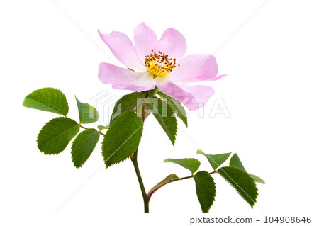 rosehip flower isolated rosehip flower isolated 104908646