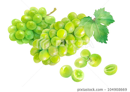 Watercolor illustration of harvested juicy Shine Muscat (white grape) and berries isolated. Watercolor illustration of harvested juicy Shine Muscat (white grape) and berries isolated. 104908669