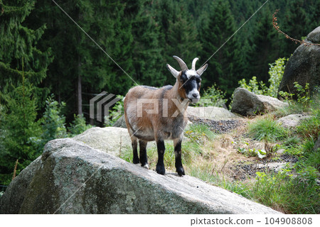 Young billy goat on a rock in the Harz Mountains in Germany Young billy goat on a rock in the Harz Mountains in Germany 104908808