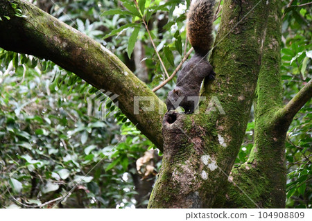 Closeup shot of a cute squirrel on a tree Closeup shot of a cute squirrel on a tree 104908809