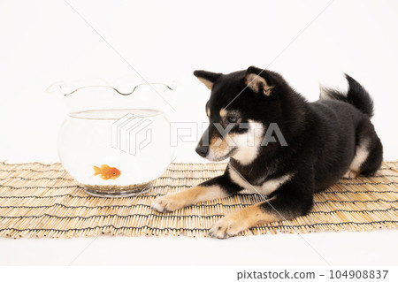 Black shiba sherry staring at blinds and goldfish 104908837