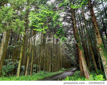 Hinoki forest along the forest road 104908839
