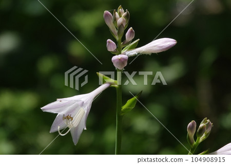 Pretty hosta flower of pale mauve color Pretty hosta flower of pale mauve color 104908915