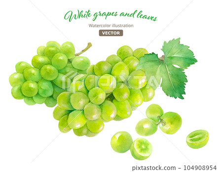 Watercolor illustration of harvested juicy shine muscat (white grape) and berries isolated. vector. 104908954