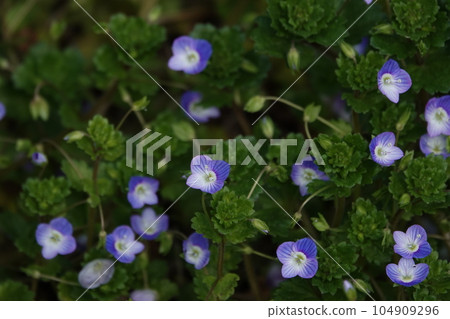 花園裡盛開的漂亮狗蠅 花園裡盛開的漂亮狗蠅 104909296