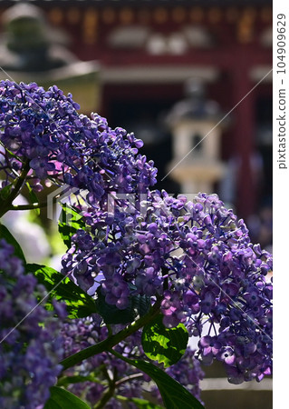 [Nara] Yata Temple is also called Hydrangea Temple. Many varieties of hydrangea are blooming along the approach and it is beautiful. 104909629
