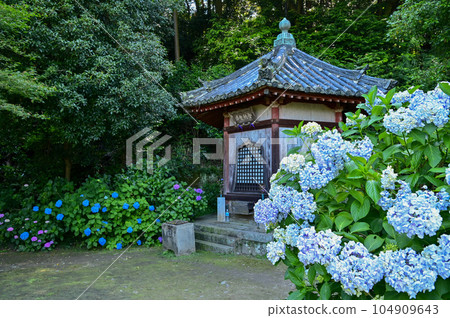 [Nara] Yata Temple is also called Hydrangea Temple. Many varieties of hydrangea are blooming along the approach and it is beautiful. 104909643