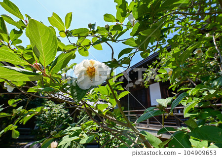 【奈良】八田寺又名繡球寺。沿途有很多品種的繡球花競相開放,非常美麗。 【奈良】八田寺又名繡球寺。沿途有很多品種的繡球花競相開放,非常美麗。 104909653