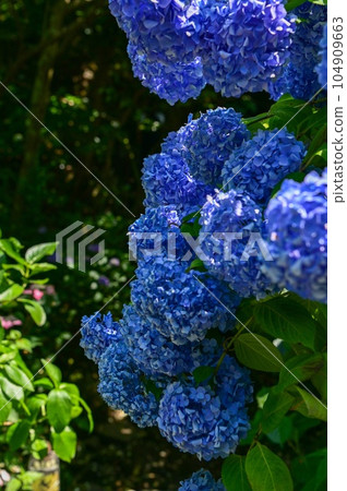[Nara] Yata Temple is also called Hydrangea Temple. Many varieties of hydrangea are blooming along the approach and it is beautiful. 104909663