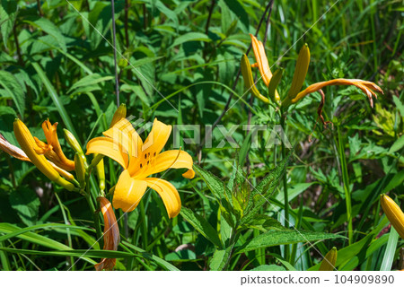 高原上盛開的黃花菜 高原上盛開的黃花菜 104909890