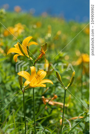 Yellow flowers of day lilies shining in the blue sky Yellow flowers of day lilies shining in the blue sky 104909902