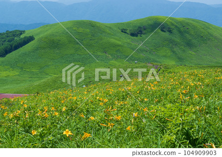 Yellow flowers of day lilies blooming on the plateau Yellow flowers of day lilies blooming on the plateau 104909903