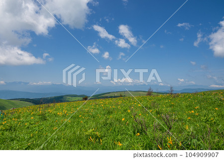 高原上盛開的黃花百合花,背景是中央阿爾卑斯山 高原上盛開的黃花百合花,背景是中央阿爾卑斯山 104909907