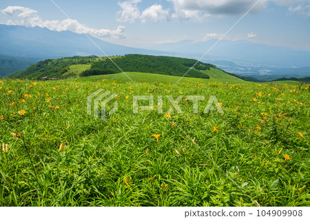 黃花菜在高原上盛開，背景是八嶽山脈和南阿爾卑斯山 104909908
