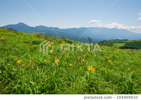 以八嶽山為背景的高原上盛開的黃花菜 以八嶽山為背景的高原上盛開的黃花菜 104909910