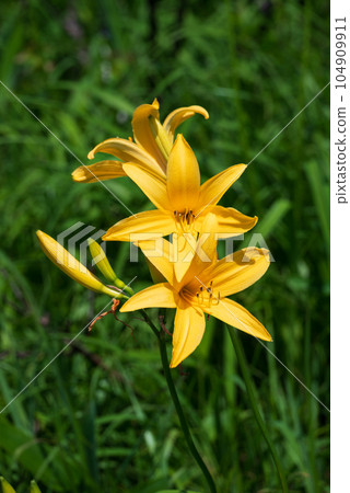 高原上盛開的黃花菜 高原上盛開的黃花菜 104909911