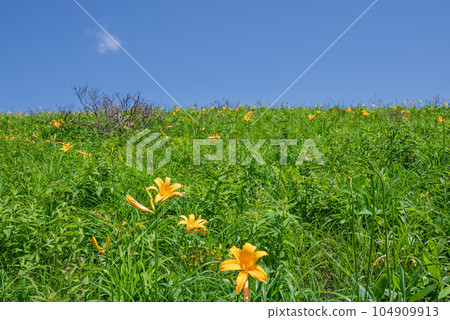 Yellow flowers of day lilies blooming on the plateau Yellow flowers of day lilies blooming on the plateau 104909913