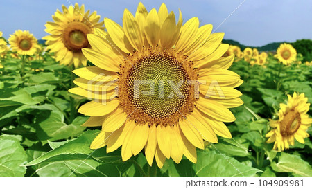 Blue sky and sunflower 104909981