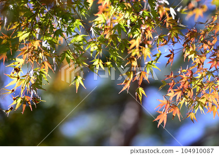 At the beginning of autumn 104910087