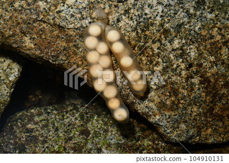 Hakone salamander egg sac Hakone salamander egg sac 104910131