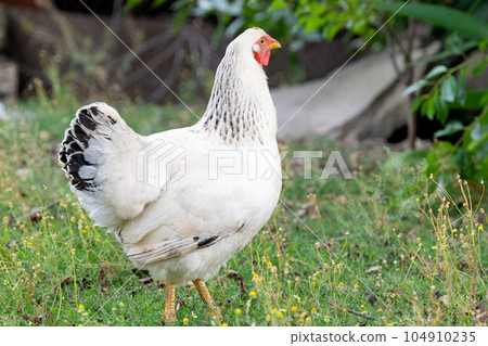 white chicken on the farm 104910235