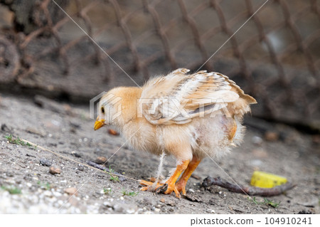 little chickens on the farm little chickens on the farm 104910241