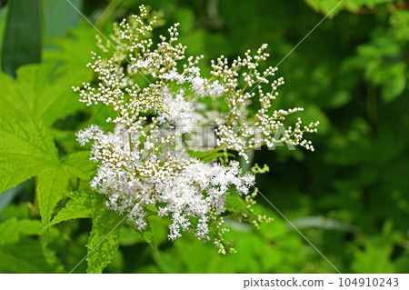 Seiyounatsuyukiso (Western summer snow grass) 104910243