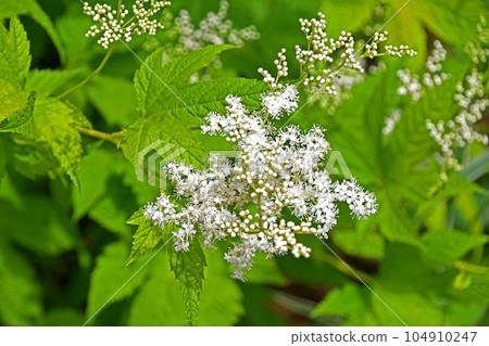 Seiyounatsuyukiso (Western summer snow grass) 104910247