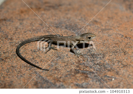 Japanese kana snake juvenile Japanese kana snake juvenile 104910313