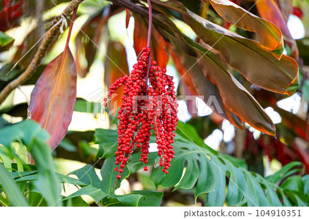 cordilina with red berries, close-up 104910351