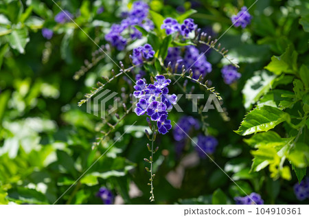 Duranta, pigeon berry close-up Duranta, pigeon berry close-up 104910361