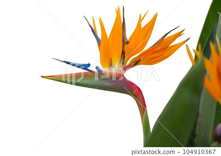 strelitzia flower isolated strelitzia flower isolated 104910367