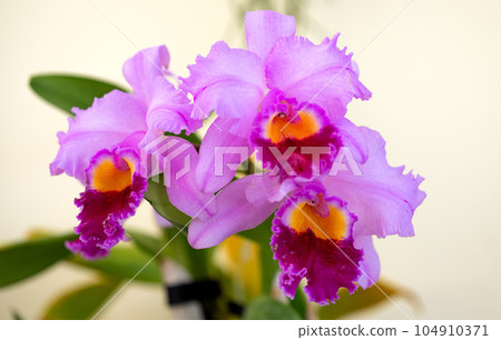 Dendrobium nobile flowers close up Dendrobium nobile flowers close up 104910371