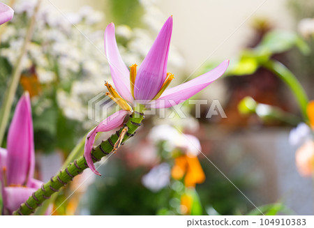 pink banana flower, closeup pink banana flower, closeup 104910383