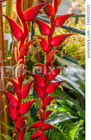 flower heliconia red close-up flower heliconia red close-up 104910385