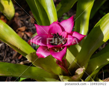 beautiful neoregelia flower, closeup beautiful neoregelia flower, closeup 104910422