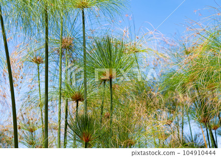 Cyperus papyrus closeup 104910444
