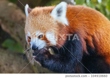 Nepalese Red Panda Eating in Australia 104910660