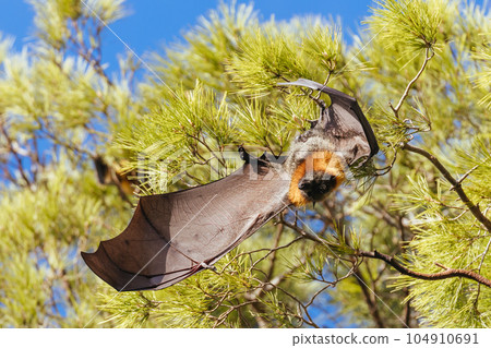 Flying Fox in Australia 104910691