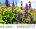 Alpine plants blooming in Zao 104910717