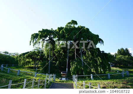 Miharu no Takizakura (leaf cherry blossoms) 104910722