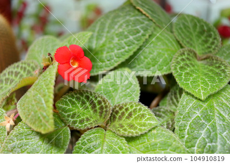 Red Carpet plant flower blooming. 104910819