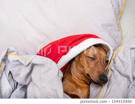 A dachshund dog sleeps in a Christmas red cap in bed with his eyes closed. A dachshund dog sleeps in a Christmas red cap in bed with his eyes closed. 104910886