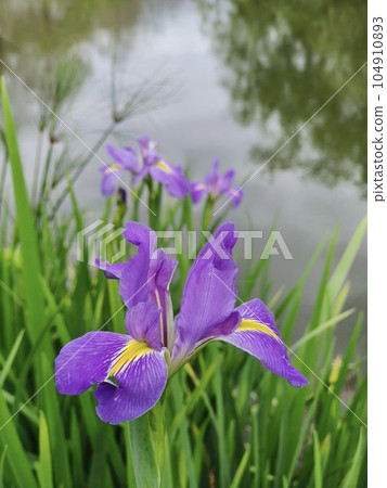 flower, blossoms, flowers 104910893