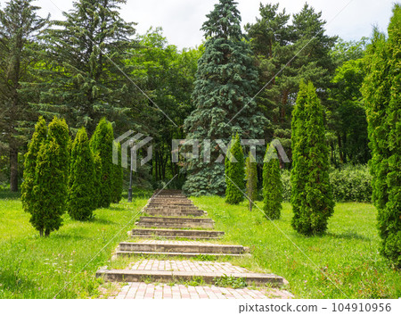 Staircase in the city park among long cypress trees, thuja alley. Staircase in the city park among long cypress trees, thuja alley. 104910956