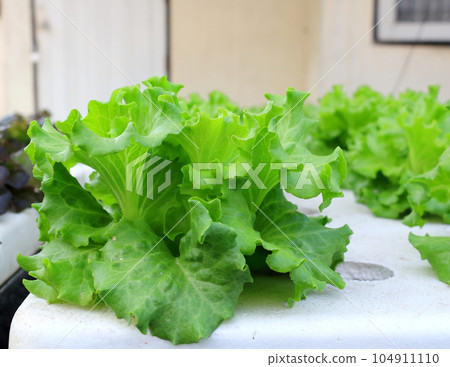 Frillice iceberg lettuce on foam box. Frillice iceberg lettuce on foam box. 104911110