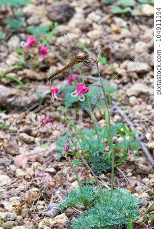 A dragonfly and an ant perched on a pretty Dicentra blooming in the sand 104911194