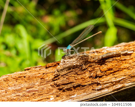 Close up shot of Damselfly on ground 104911506